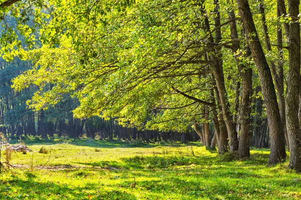 Bosque Aliso Durante Día Soleado Verano Rumania — Foto de Stock