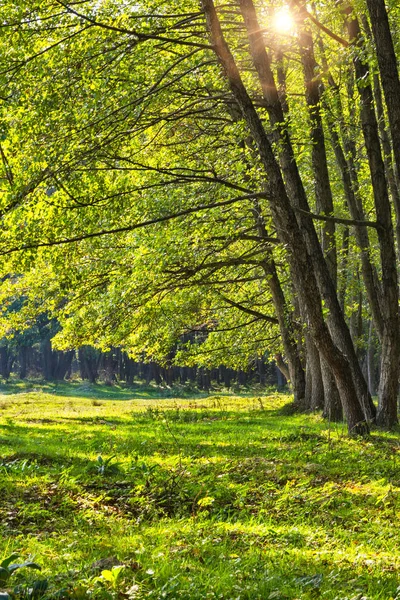 Bosque Aliso Durante Día Soleado Verano Rumania — Foto de Stock