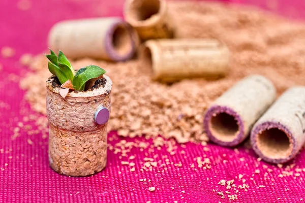 Mıknatıs cork ekici succulents için bina 