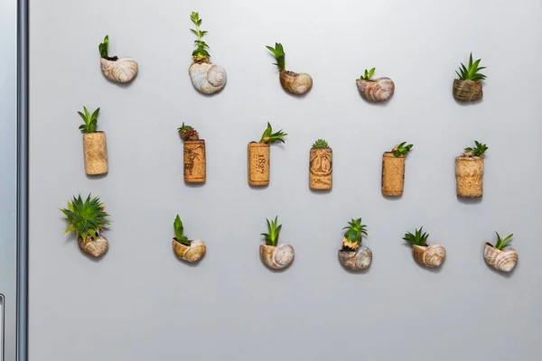 Mini garden with succulents plant growing in snail shells or cork planter, as fridge magnets
