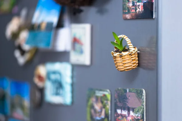 Small basket with magnet on the fridge being a planter for a succulent plant