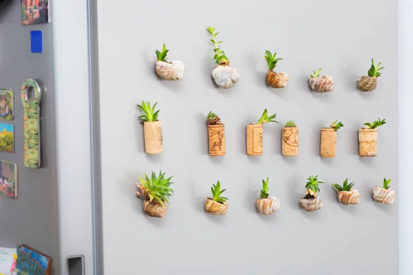 Salyangoz kabukları veya mantar ekici, buzdolabı mıknatıslar büyüyen succulents bitki ile Mini Bahçe
