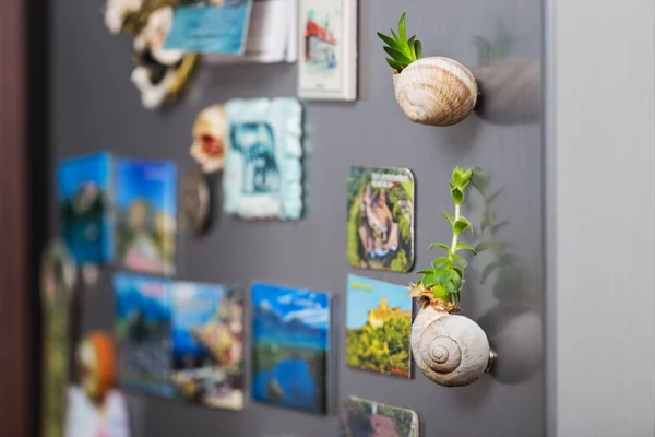 Sukkulente Schneckenhaus Als Mangnet Auf Dem Kühlschrank — Stockfoto