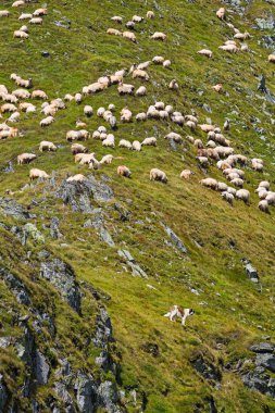 Dağlarda koyun sürüsü