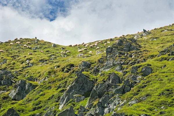 Owce w górach Fagaras — Zdjęcie stockowe