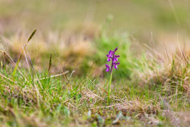 Morio orkide çiçeği