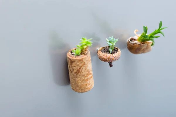 Mini garden on the fridge — Stock Photo, Image