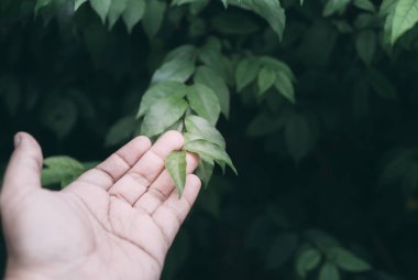 Bahçede el değen yeşil yaprak 