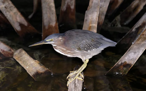 棍子鸟或绿色苍鹭位于佛罗里达沼泽地 — 图库照片