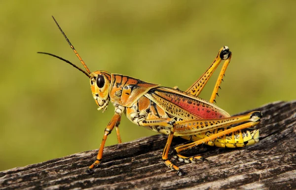 Florida Lubber Lubber Grasshopper Florida Everglades — Stock Photo, Image
