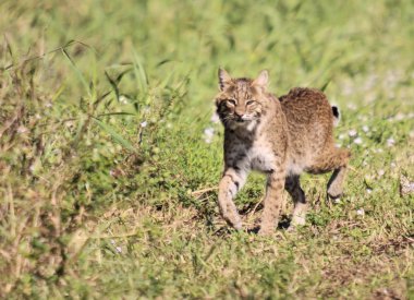 Güney Doğu Florida vahşi doğada kadın Bobcat