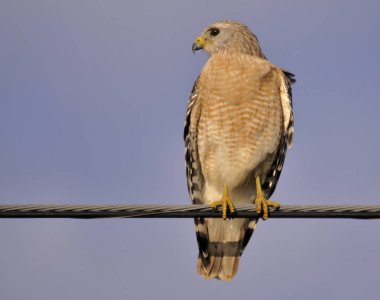 Red Shoulder Hawk  in the south east Florida wetlands clipart