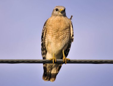 Kırmızı omuz Hawk'a Güney Doğu Florida sulak