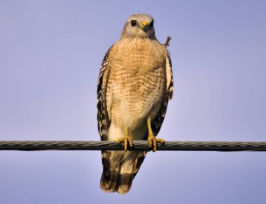 Red Shoulder Hawk  in the south east Florida wetlands clipart