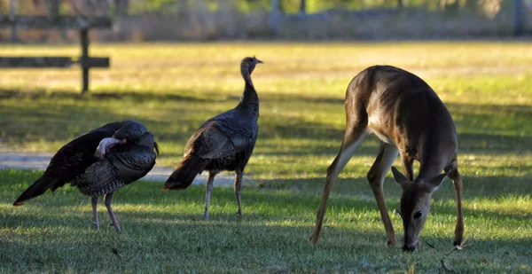 Wild Turkey Whitetail Doe Deer Kissimmee State Preserve South Florida — Stock Photo, Image