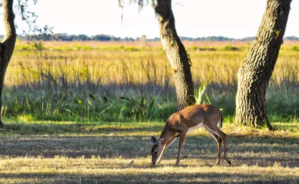 White Tail Deer Kissimmee Preserve State Park South Florida — Stock Photo, Image