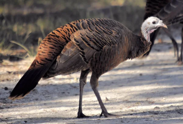 Wild Turkey Reserva Estatal Kissimmee Sur Florida —  Fotos de Stock