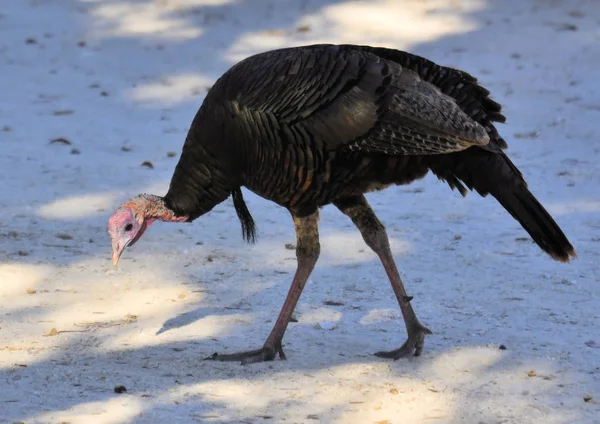 南フロリダのキシミー状態維持で野生のトルコ — ストック写真