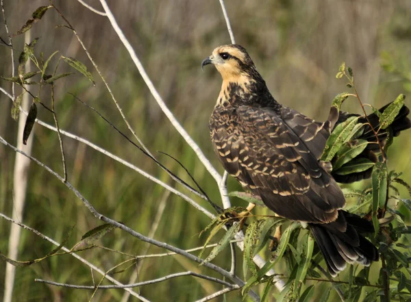 Schnecken Set Den Everglades Von Florida — Stockfoto