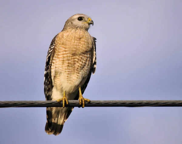 Red Shoulder Hawk Dans Les Zones Humides Sud Est Floride — Photo