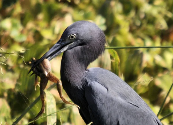 Little Blue Heron Våtmarkerna Sydöstra Florida — Stockfoto