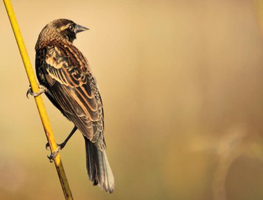 Redwing erkek çocuk içinde Güney Doğu Florida sulak