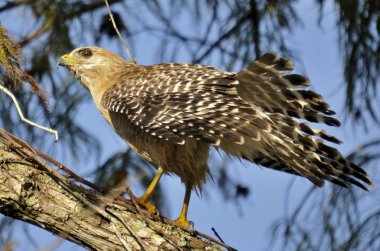 Kırmızı omuz Hawk'a Güney Doğu Florida sulak