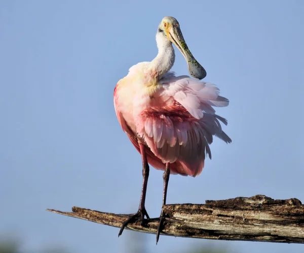 Spoonbill Rosado Los Humedales Del Sureste Florida —  Fotos de Stock