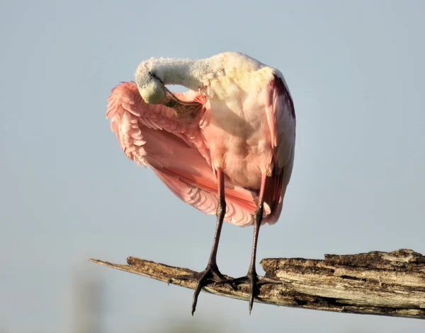 Spoonbill Rosado Los Humedales Del Sureste Florida — Foto de Stock