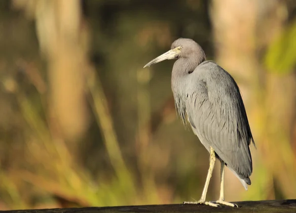 Kleiner Blaureiher Den Feuchtgebieten Von Südostflorida — Stockfoto