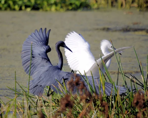 Little Blue Heron Nas Zonas Húmidas Sudeste Flórida — Fotografia de Stock