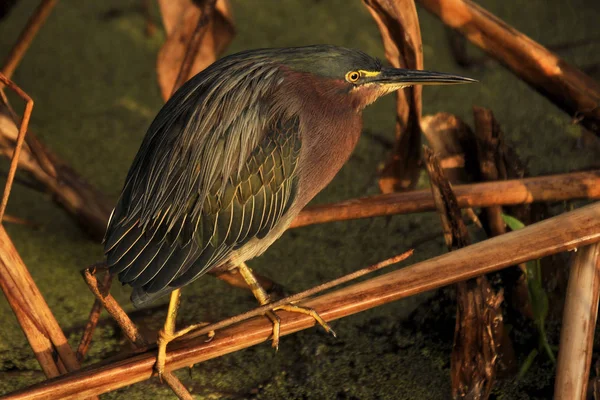 Groene Reiger Wetlands Van Zuid Oost Florida — Stockfoto