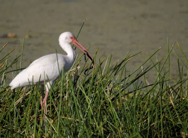 Ibis Con Serpente Alle Acque Tranquille Wetland Wellington Florida — Foto Stock