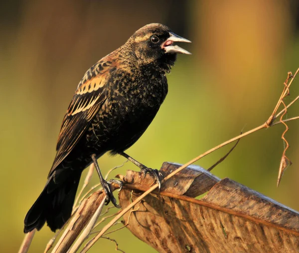 Koperwiek Mannelijke Jonge Wetlands Van Zuid Oost Florida — Stockfoto