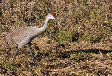 Güney Florida sulak Sandhill Crane