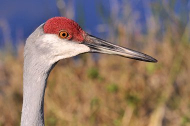 Güney Florida sulak Sandhill Crane