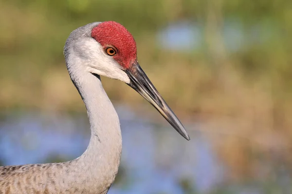 Sandhügelkran Den Feuchtgebieten Von South Florida — Stockfoto