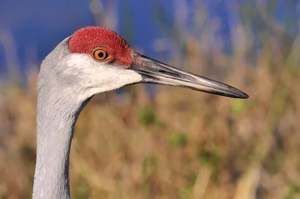 Sandhill Crane Våtmarkerna Södra Florida — Stockfoto