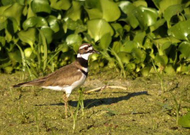 Güney Florida sulak Kildeer'in