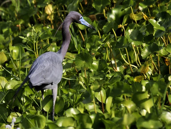Little Blue Heron Dospělý Jižní Floridě Mokřadů — Stock fotografie