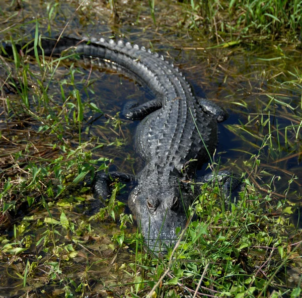 Cocodrilo Los Humedales Del Sur Florida — Foto de Stock