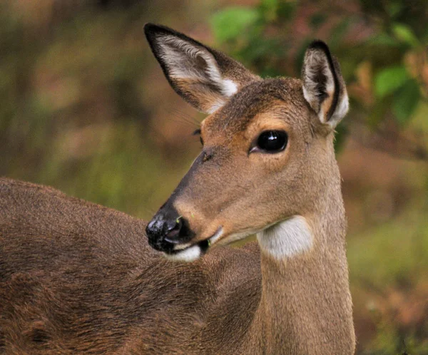 White Tail Deer Doe South Florida Wetlands — Stock Photo, Image