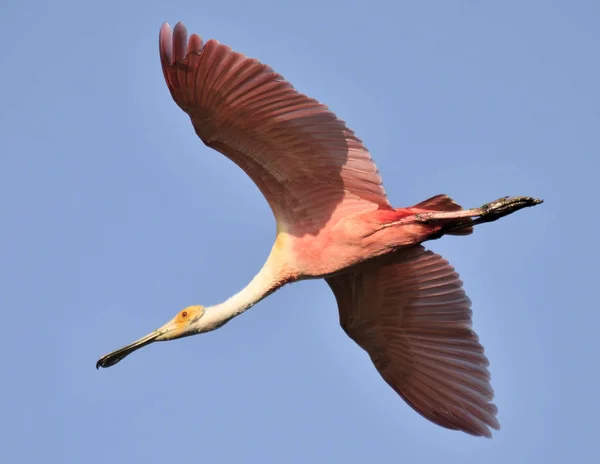 Der Roseate Löffelvogel Südflorida — Stockfoto