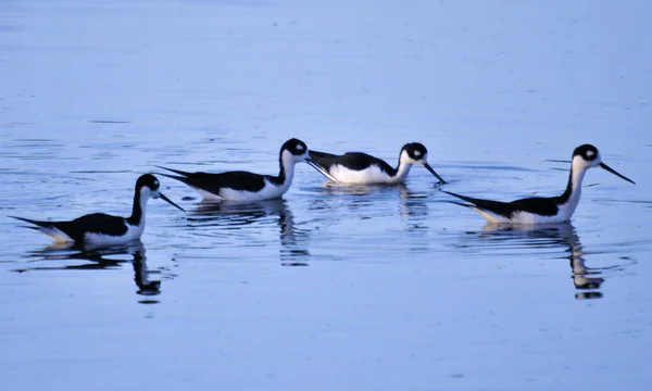 Південна Флорида Водно Болотних Угідь Ходулі Black Necked — стокове фото