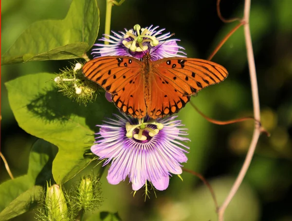 Zatoka Motyl Passion Flower — Zdjęcie stockowe