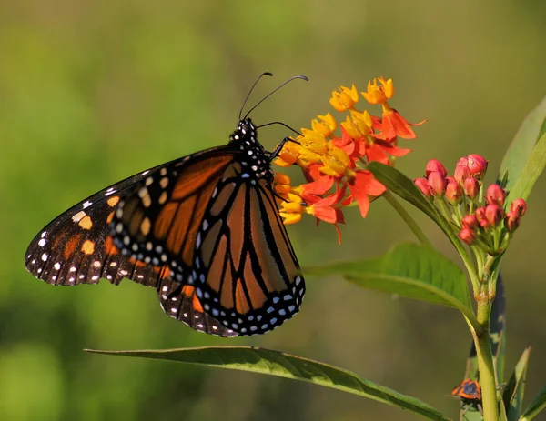 Der König Der Schmetterlinge Der Monarchfalter — Stockfoto