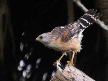 Kırmızı Omuzlu Hawk güney Florida'da bulmak