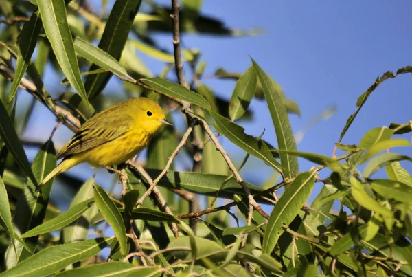 Paruline Jaune Dans Les Zones Humides Sud Floride — Photo