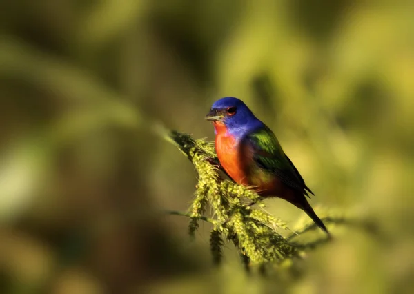 Das Männliche Gemalte Ammern Den Feuchtgebieten Des Südlichen Floridas — Stockfoto