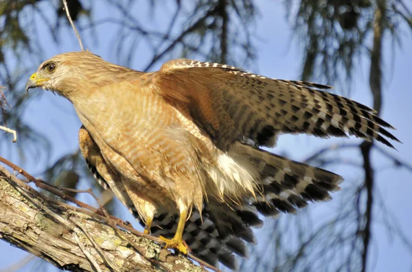 Der Rotschultrige Falke Südflorida — Stockfoto